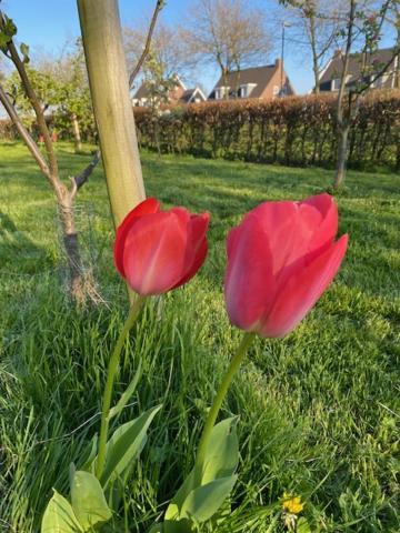 B&B Boerderij De Vaete - Duurzaam Genieten In De Zak Van Zuid-Beveland Heinkenszand Экстерьер фото